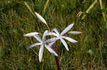 Seven-sisters <BR>Spring-lily